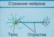 Чувствительный или сенсорный нейрон